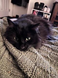 Mila, Adoptable, Senior Female Domestic Long Hair & Domestic Short Hair.