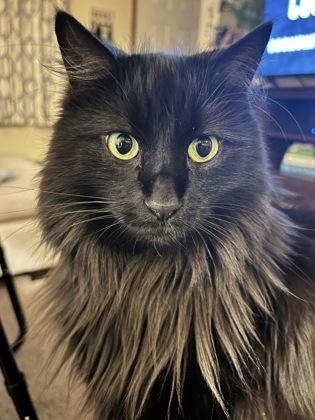 Mila, a Adoptable mixed breed in Gwinn, MI image 3/3