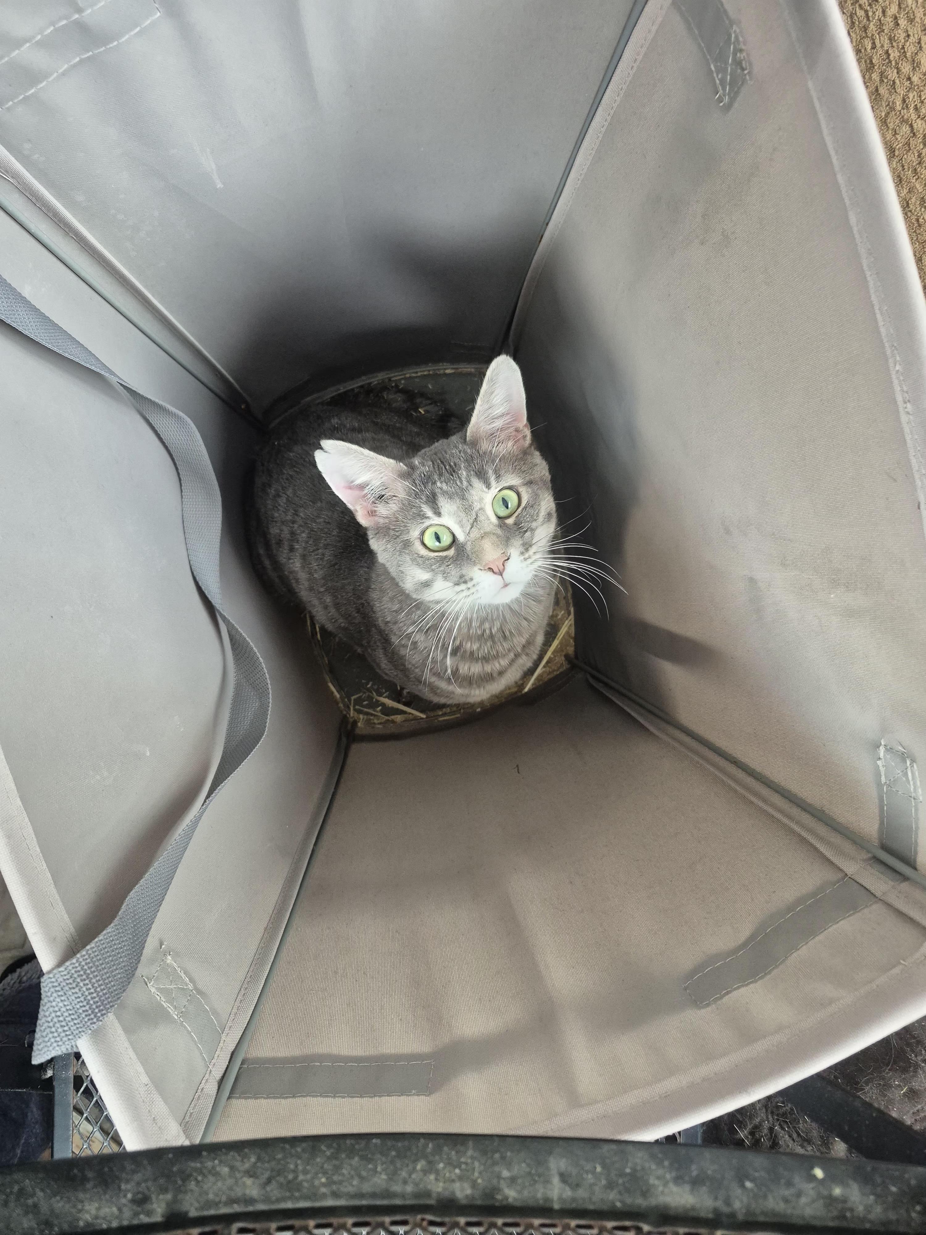 Enlarge Winston, a ADOPTABLE Domestic Short Hair in Winnipeg, MB image 6/6