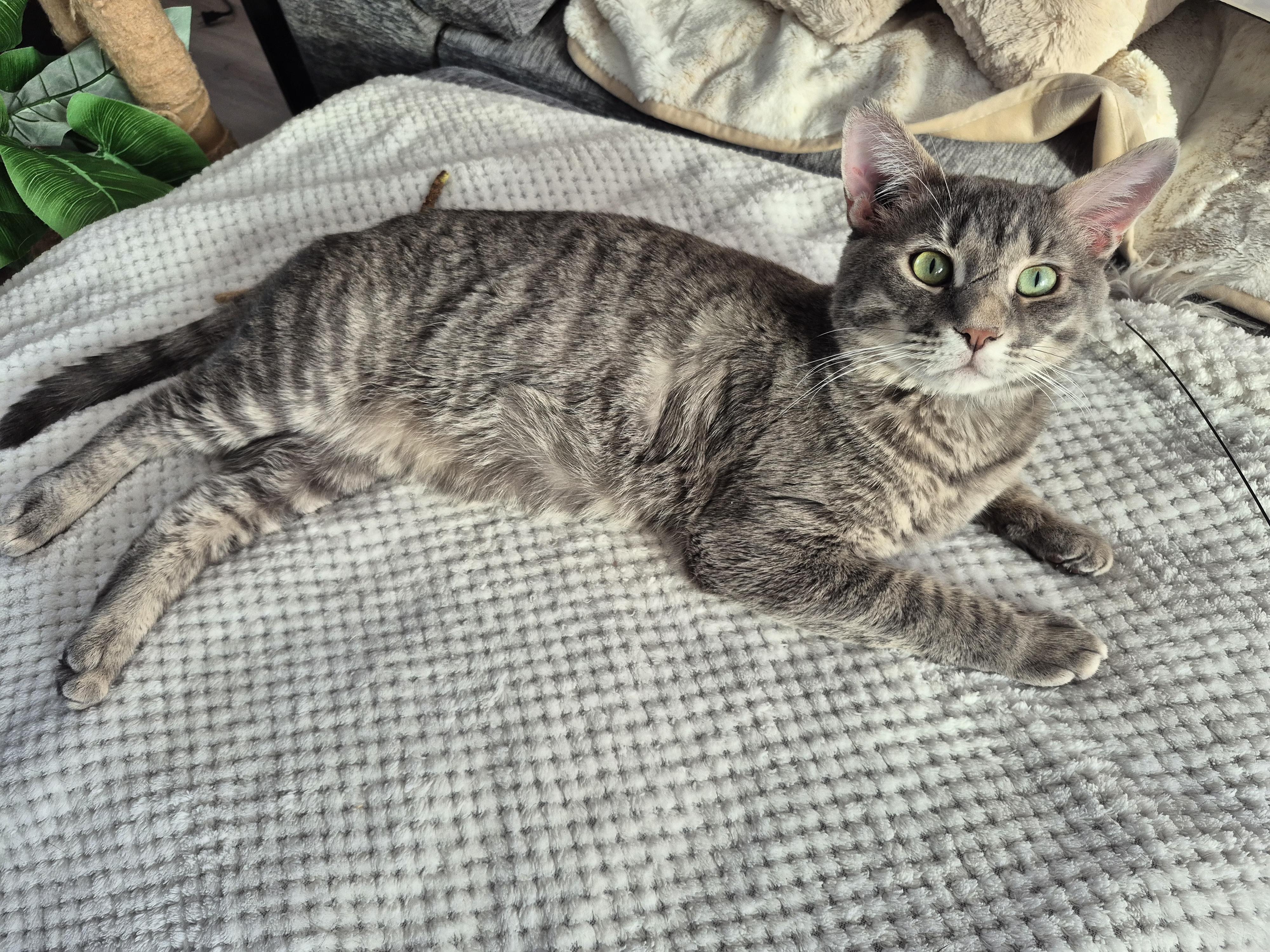 Enlarge Winston, a ADOPTABLE Domestic Short Hair in Winnipeg, MB image 3/6