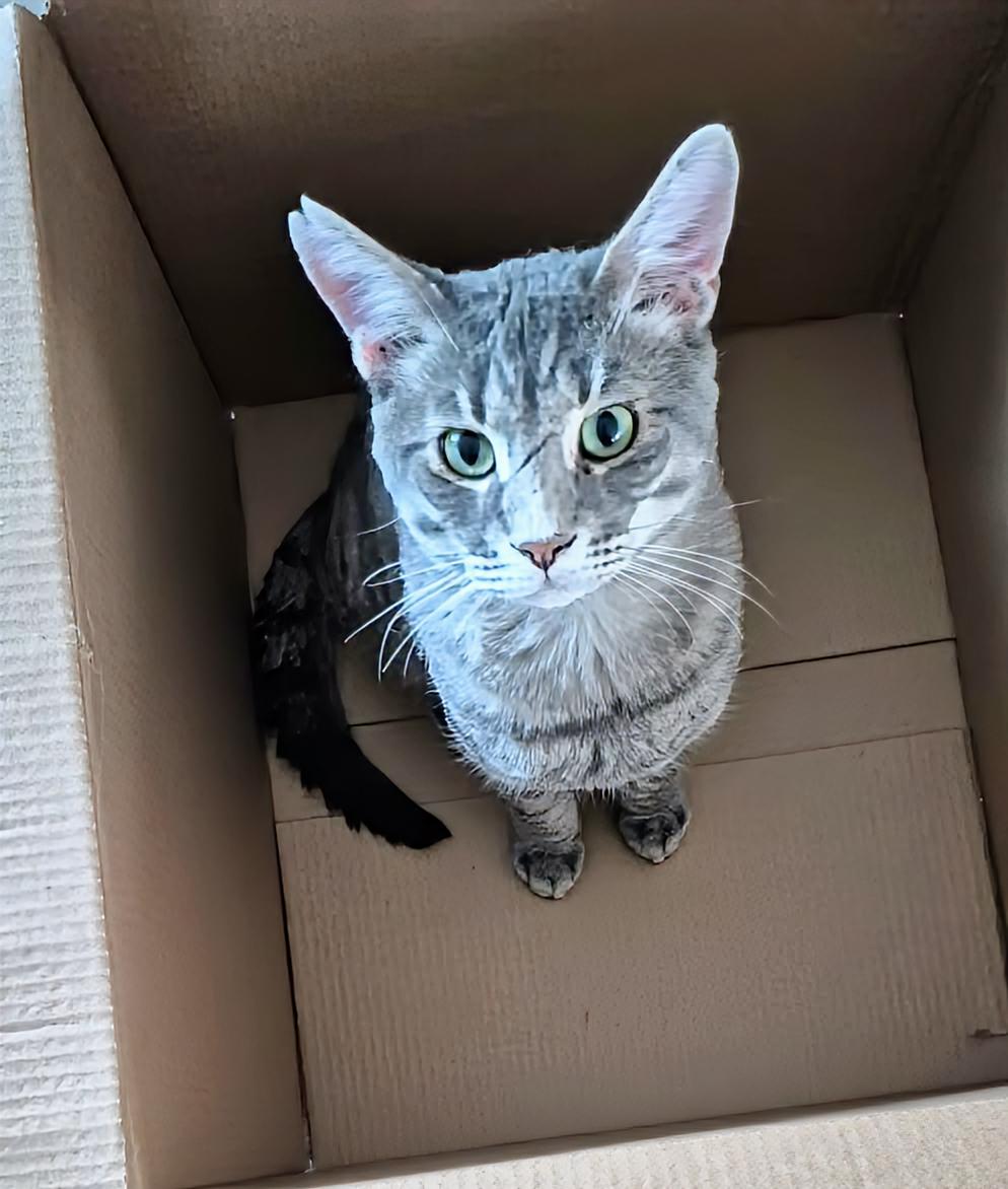 Enlarge Winston, a ADOPTABLE Domestic Short Hair in Winnipeg, MB image 5/6