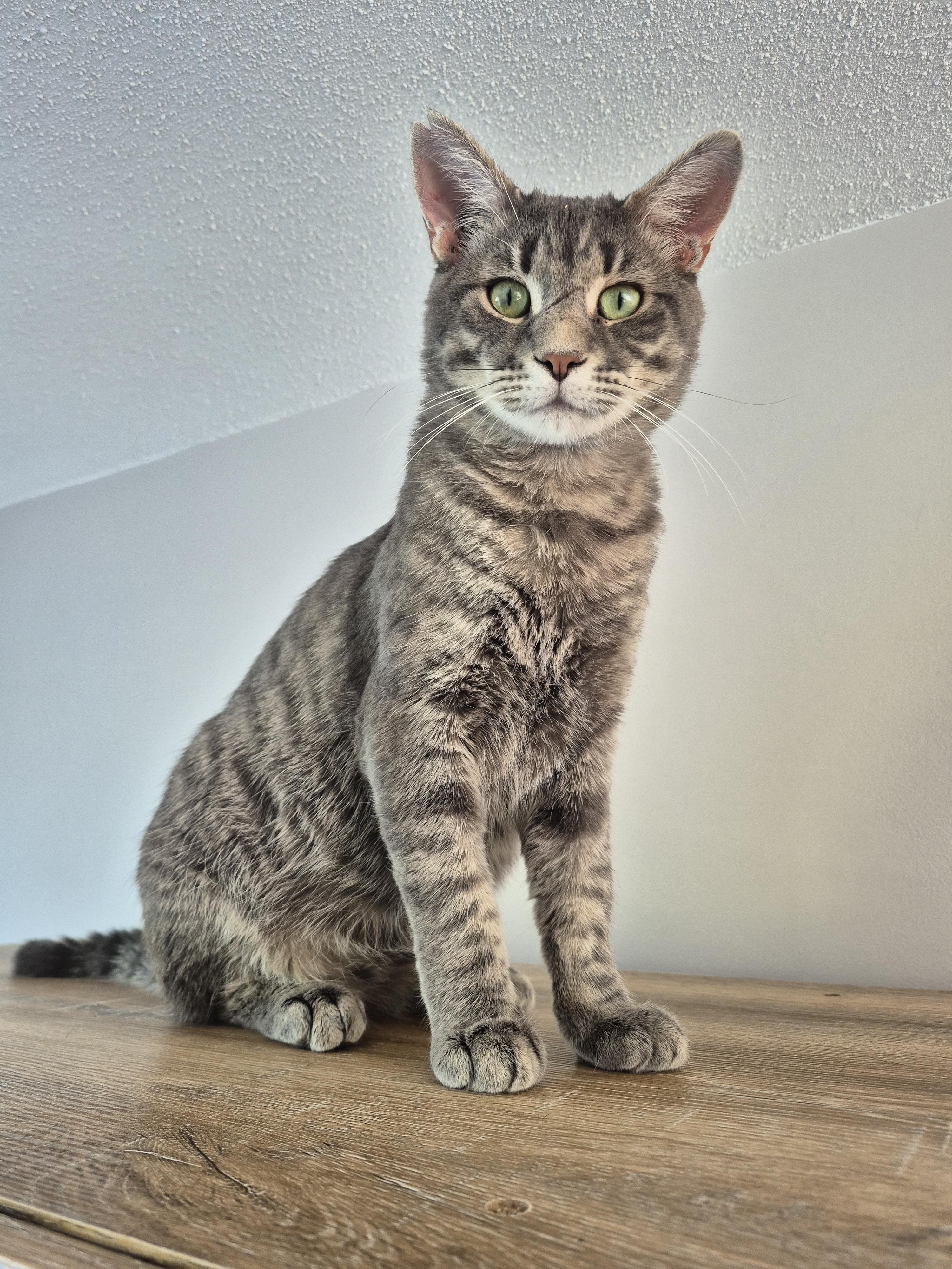 Enlarge Winston, a ADOPTABLE Domestic Short Hair in Winnipeg, MB image 1/6