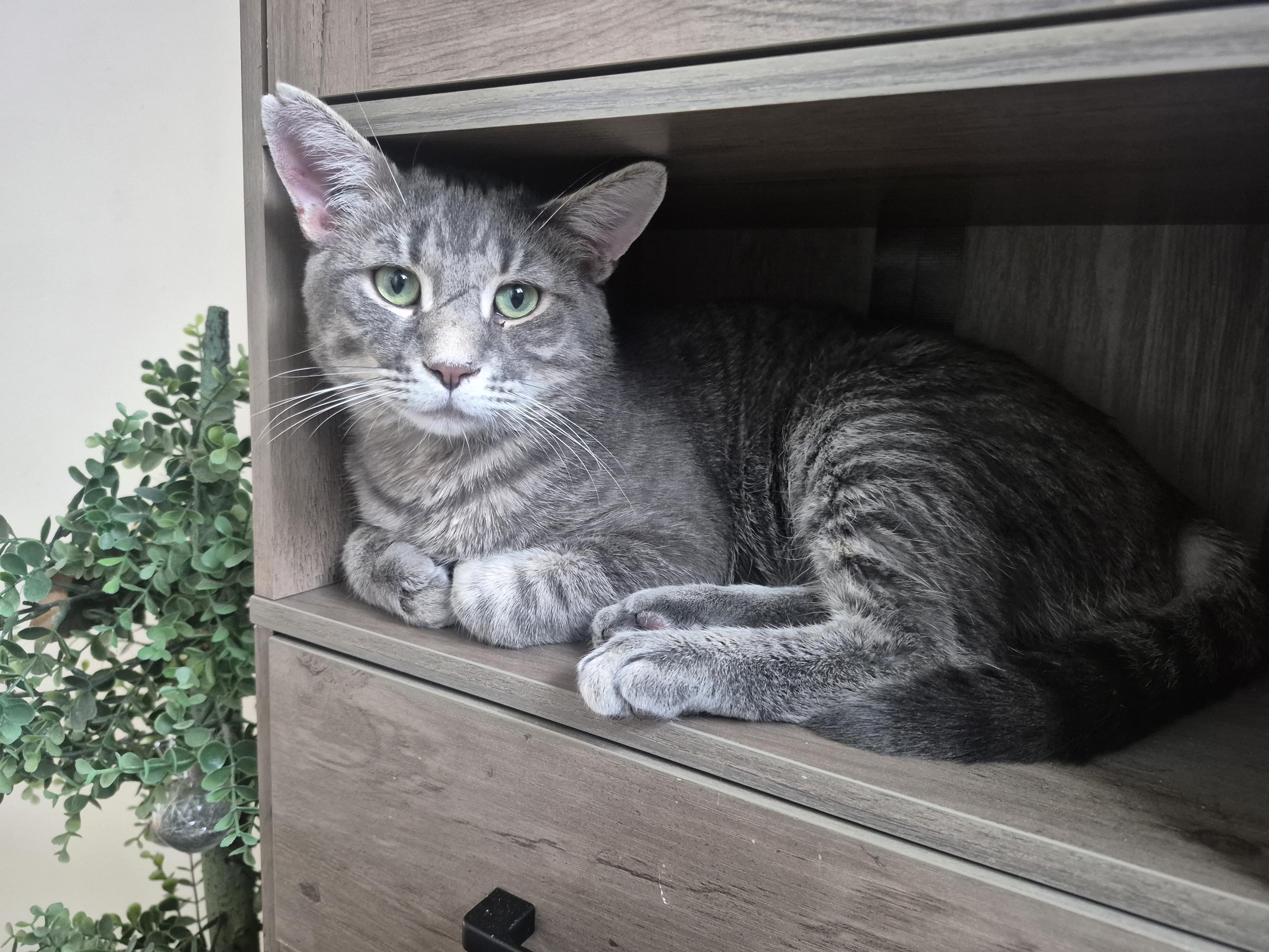 Enlarge Winston, a ADOPTABLE Domestic Short Hair in Winnipeg, MB image 4/6