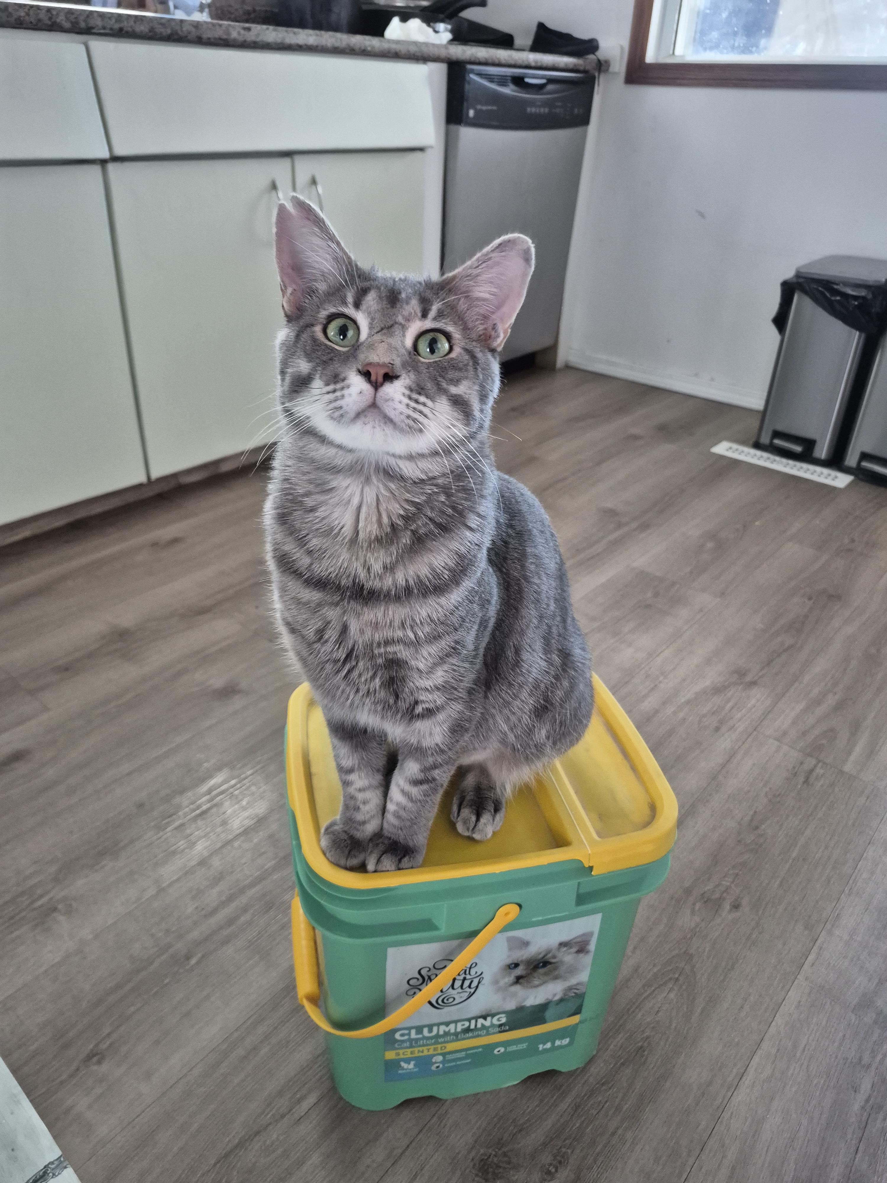 Enlarge Winston, a ADOPTABLE Domestic Short Hair in Winnipeg, MB image 2/6