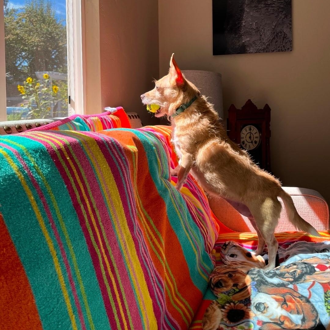 Enlarge Lili, a ADOPTABLE mixed breed in Powell Butte, OR image 4/5