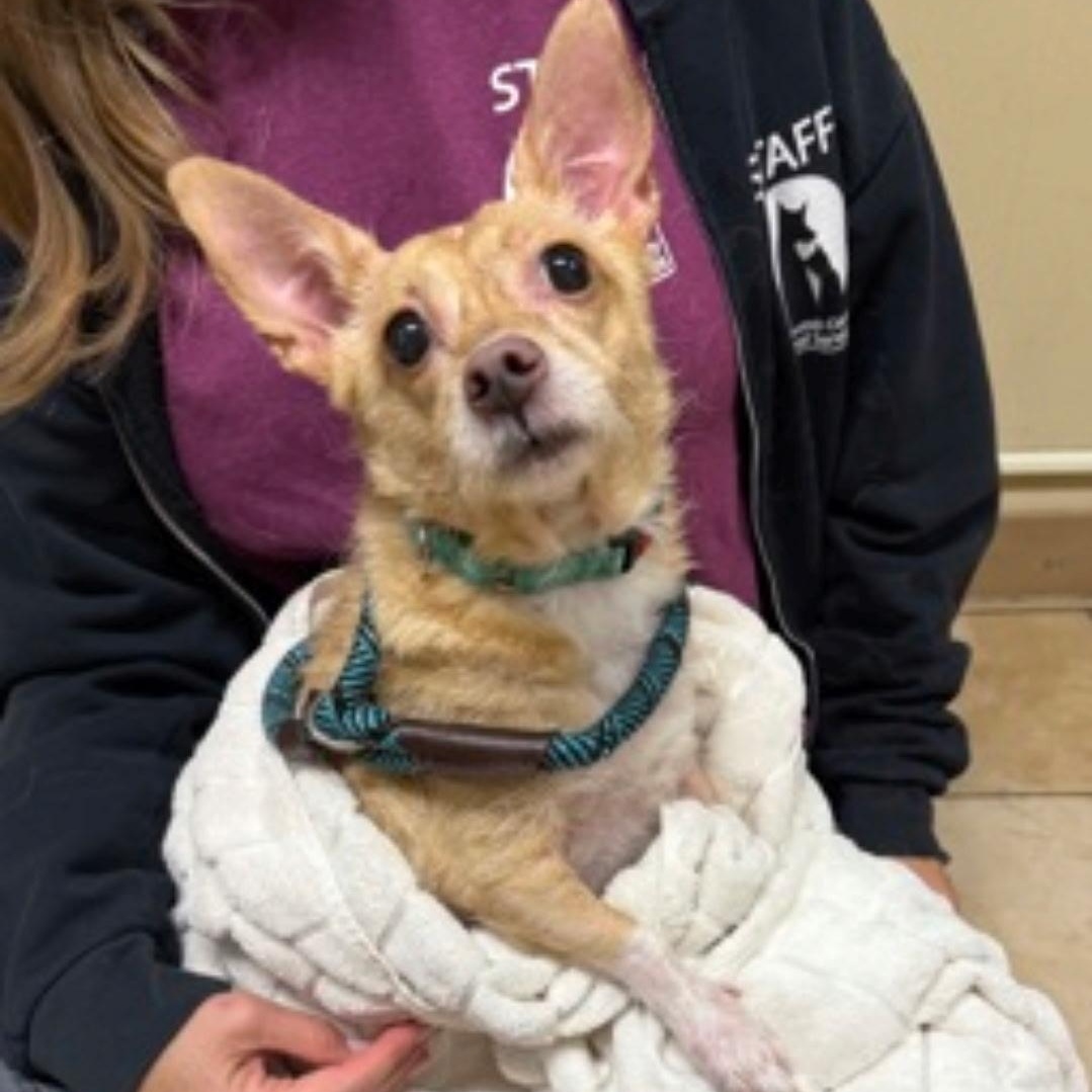 Lili, ADOPTABLE, Senior Female Chihuahua.