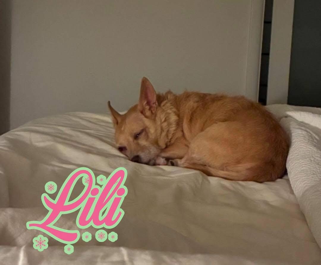 Enlarge Lili, a ADOPTABLE mixed breed in Powell Butte, OR image 3/5