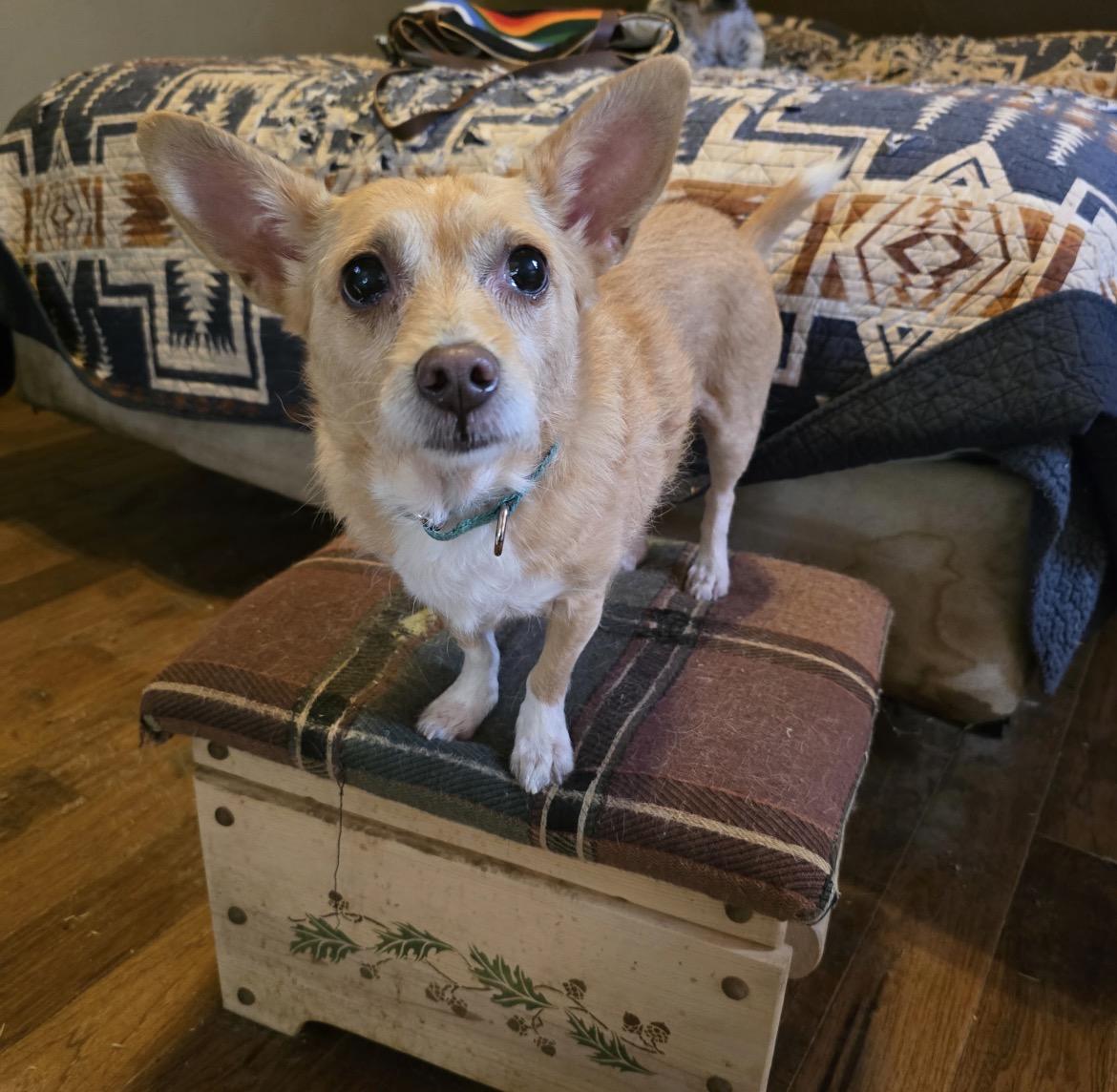 Lili, Adoptable, Senior Female Chihuahua.