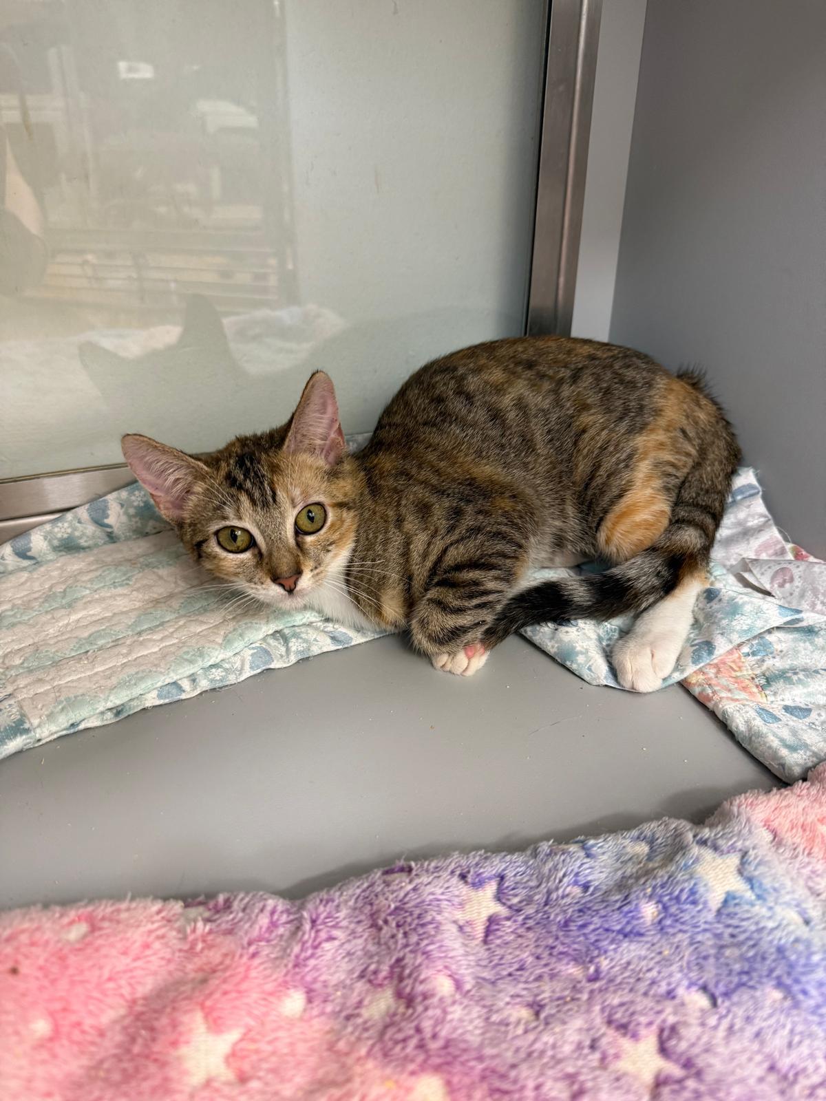 Enlarge Kit Kat and Twix, a ADOPTABLE Domestic Short Hair in Miami Beach, FL image 3/4