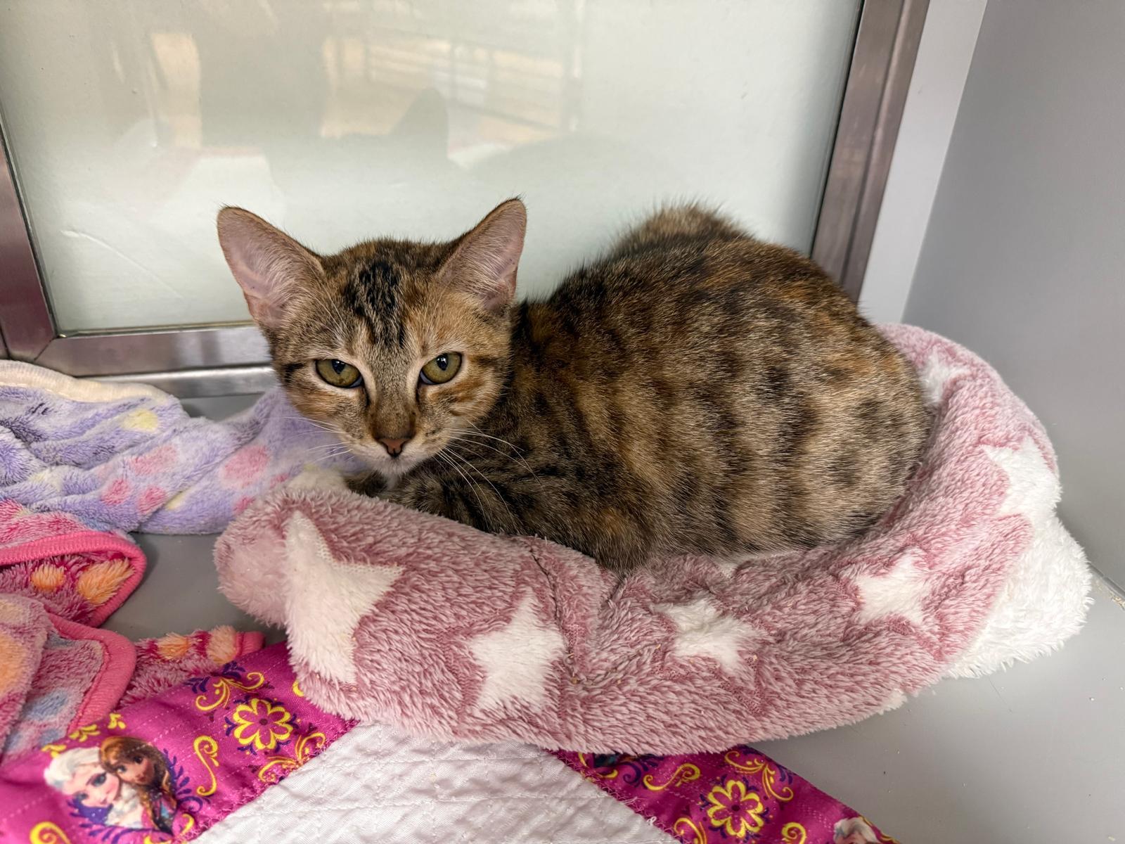 Enlarge Kit Kat and Twix, a ADOPTABLE Domestic Short Hair in Miami Beach, FL image 4/4