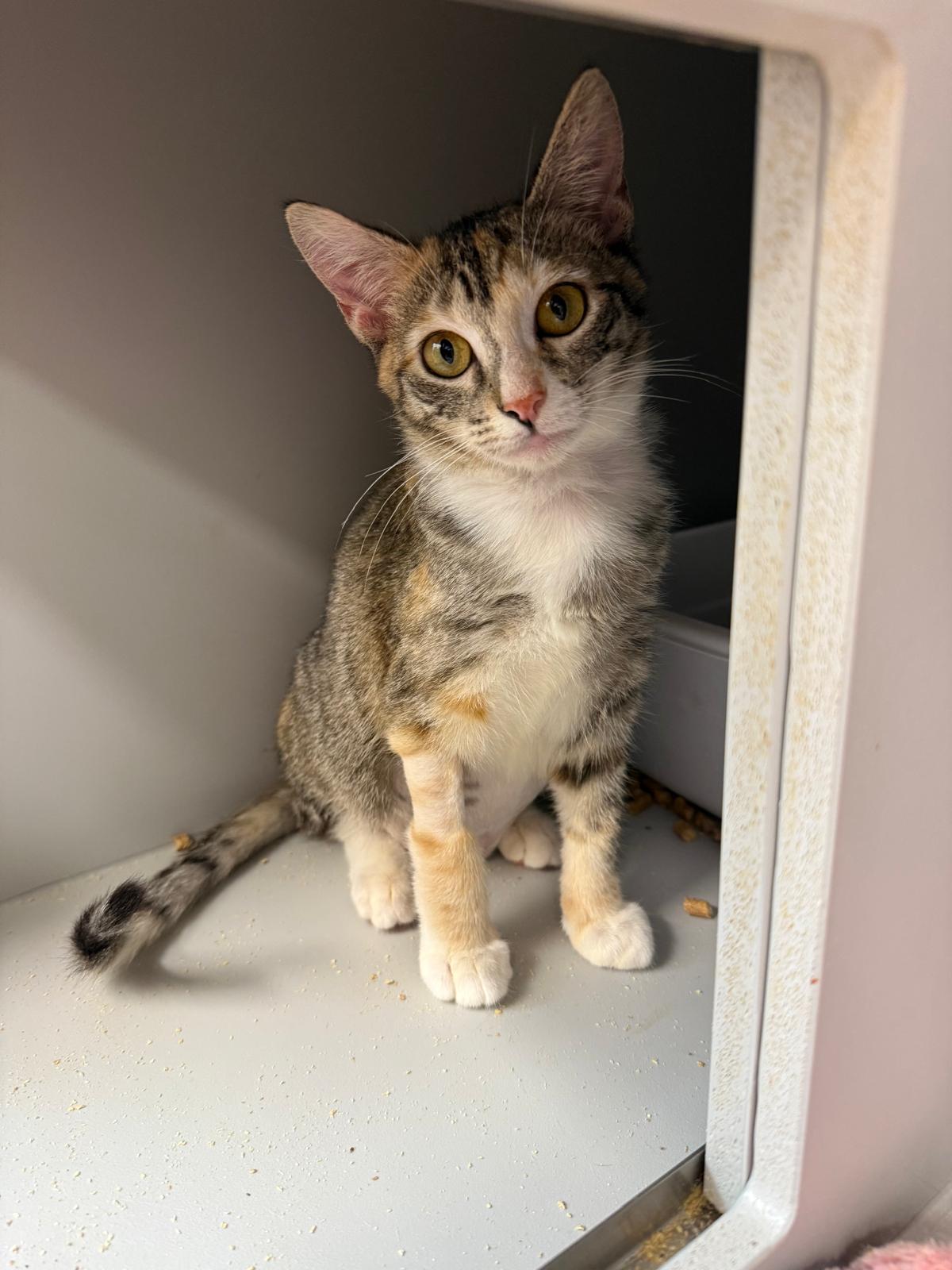 Enlarge Kit Kat and Twix, a ADOPTABLE Domestic Short Hair in Miami Beach, FL image 2/4