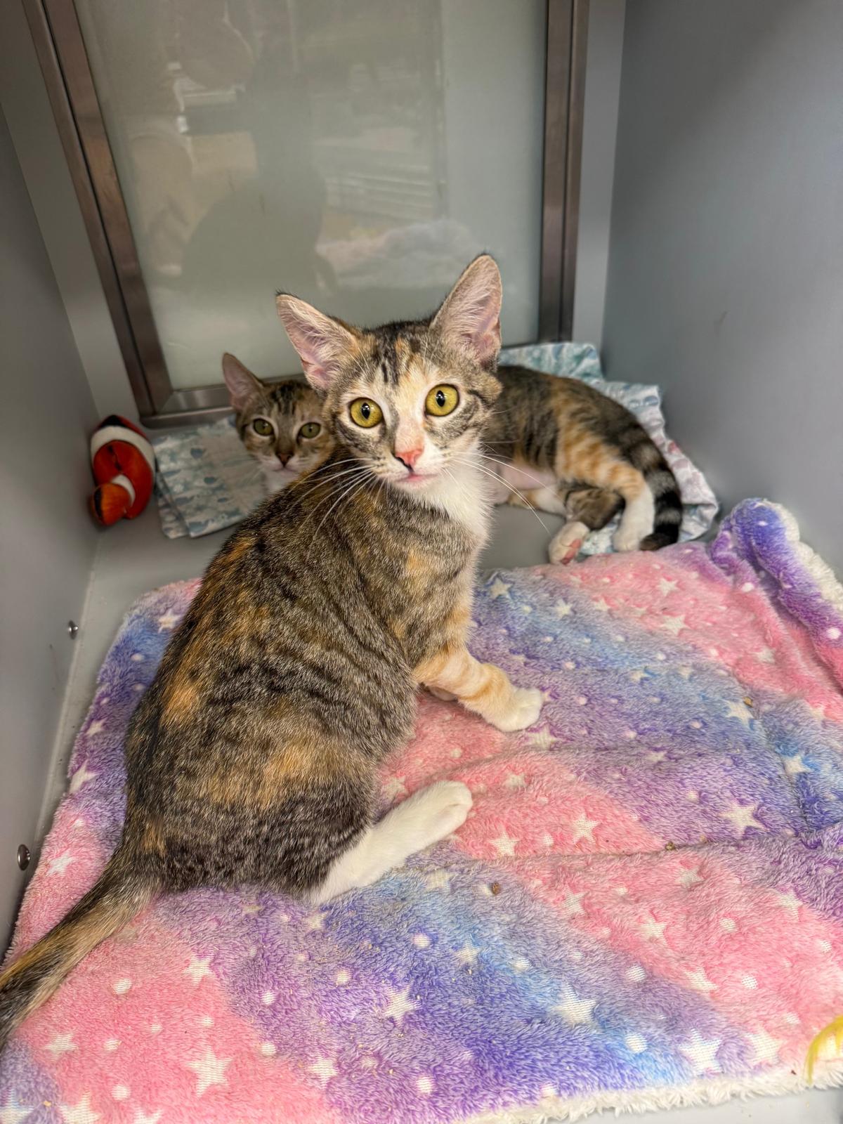 Kit Kat and Twix, ADOPTABLE, Kitten Female Domestic Short Hair.