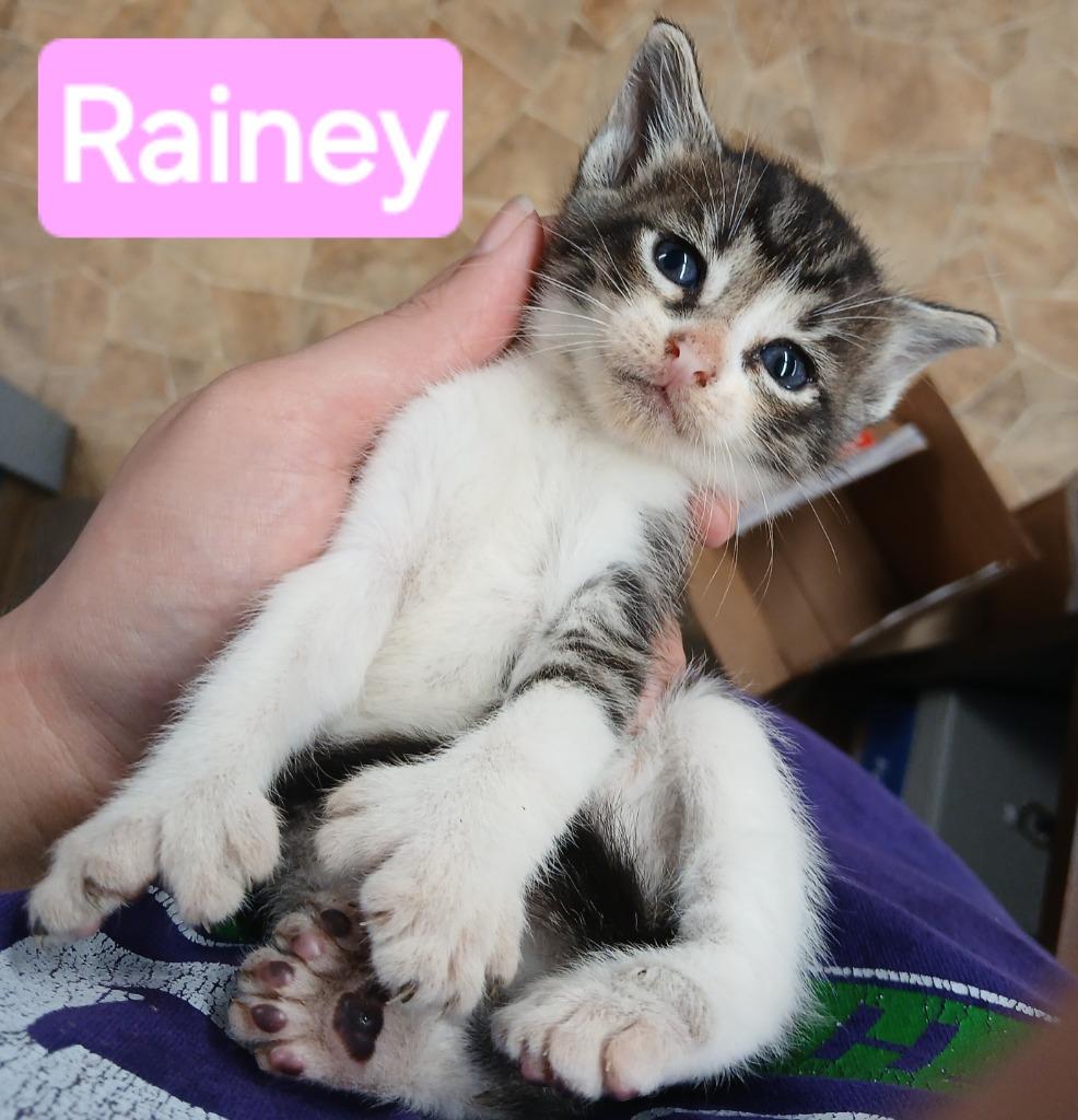 Rainy, Adopted, Kitten Female Domestic Short Hair.