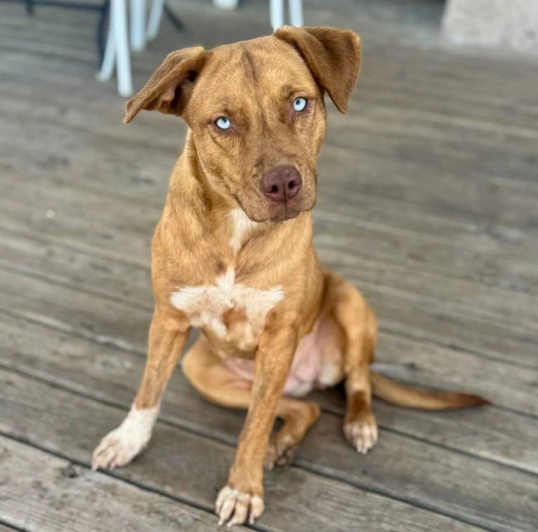 Enlarge Honey, a ADOPTABLE mixed breed in Mead, CO image 3/3