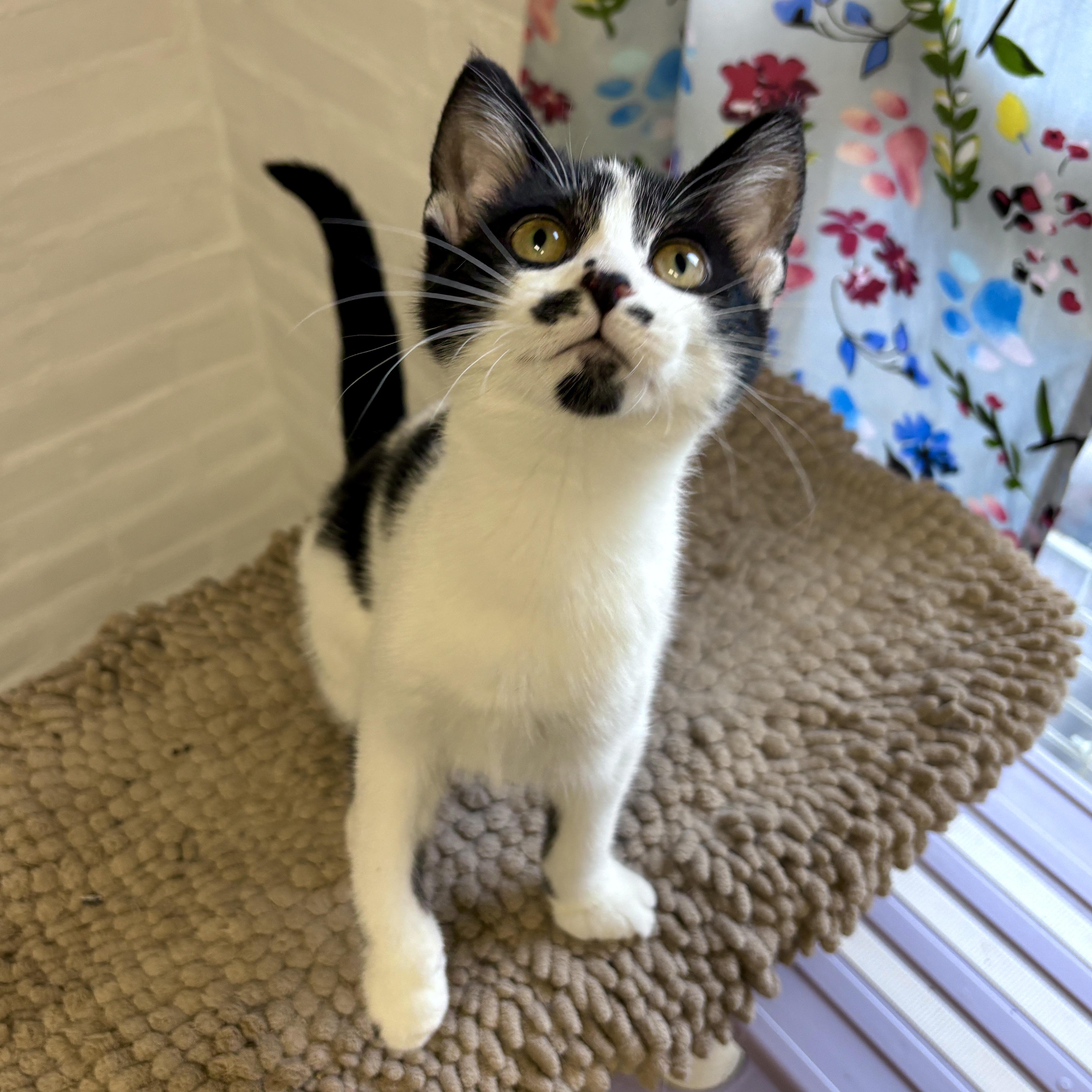 Enlarge Voltage, a Adoptable Domestic Short Hair in Beacon, NY image 1/1