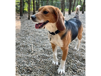 Onyx, Adoptable, Young Male Beagle.