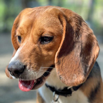 Onyx, a Adoptable Beagle in New Boston, NH image 2/11