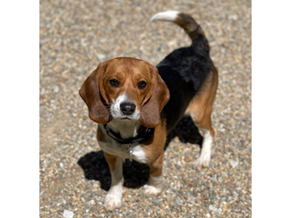 Onyx, a Adoptable Beagle in New Boston, NH image 3/11