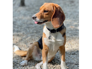 Onyx, a Adoptable Beagle in New Boston, NH image 4/11