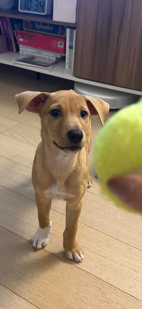 Enlarge Stella, a Adoptable mixed breed in Valley Stream, NY image 4/6