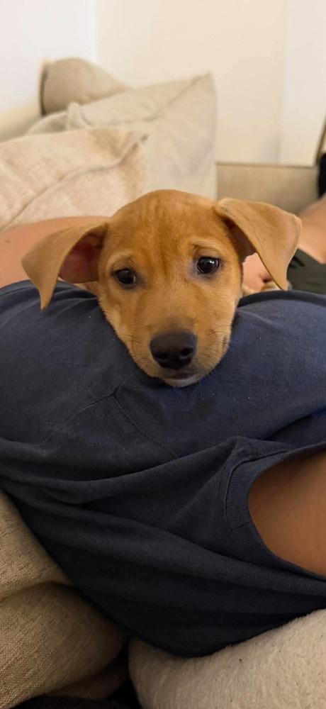 Enlarge Stella, a Adoptable mixed breed in Valley Stream, NY image 6/6