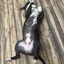 Enlarge Roxie (Courtesy Post), a Adoptable mixed breed in Rutherfordton, NC image 1/4