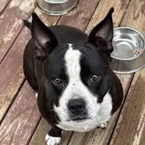 Enlarge Roxie (Courtesy Post), a Adoptable mixed breed in Rutherfordton, NC image 2/4