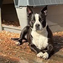 Enlarge Roxie (Courtesy Post), a Adoptable mixed breed in Rutherfordton, NC image 3/4