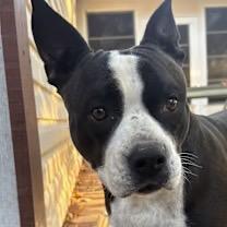 Enlarge Roxie (Courtesy Post), a Adoptable mixed breed in Rutherfordton, NC image 4/4