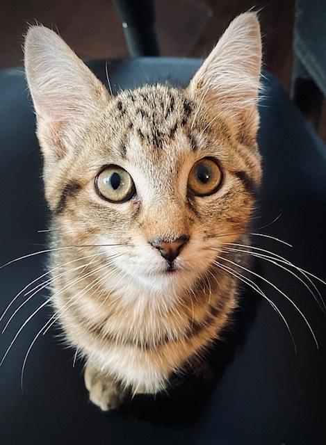 Jordan w/ Tara, Adoptable, Kitten Female Domestic Short Hair.