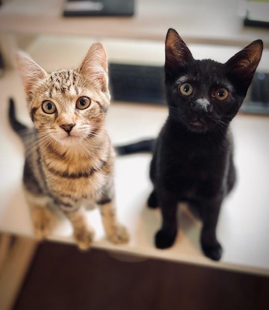 Enlarge Jordan w/ Tara, a Adoptable Domestic Short Hair in Duxbury, MA image 3/5