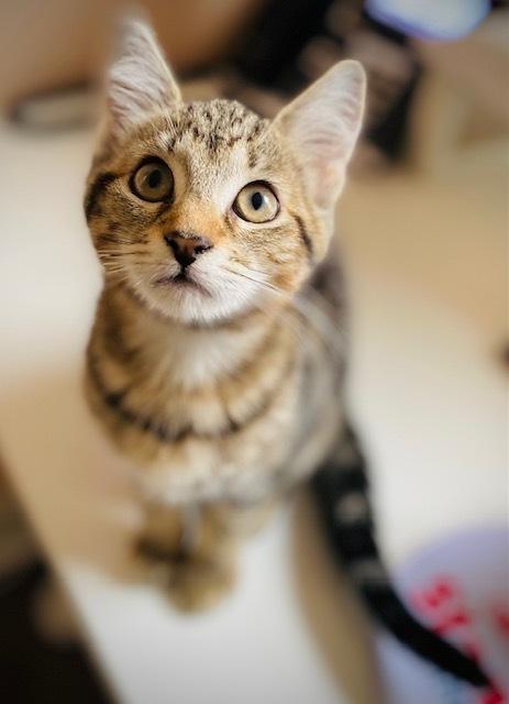 Enlarge Jordan w/ Tara, a Adoptable Domestic Short Hair in Duxbury, MA image 5/5