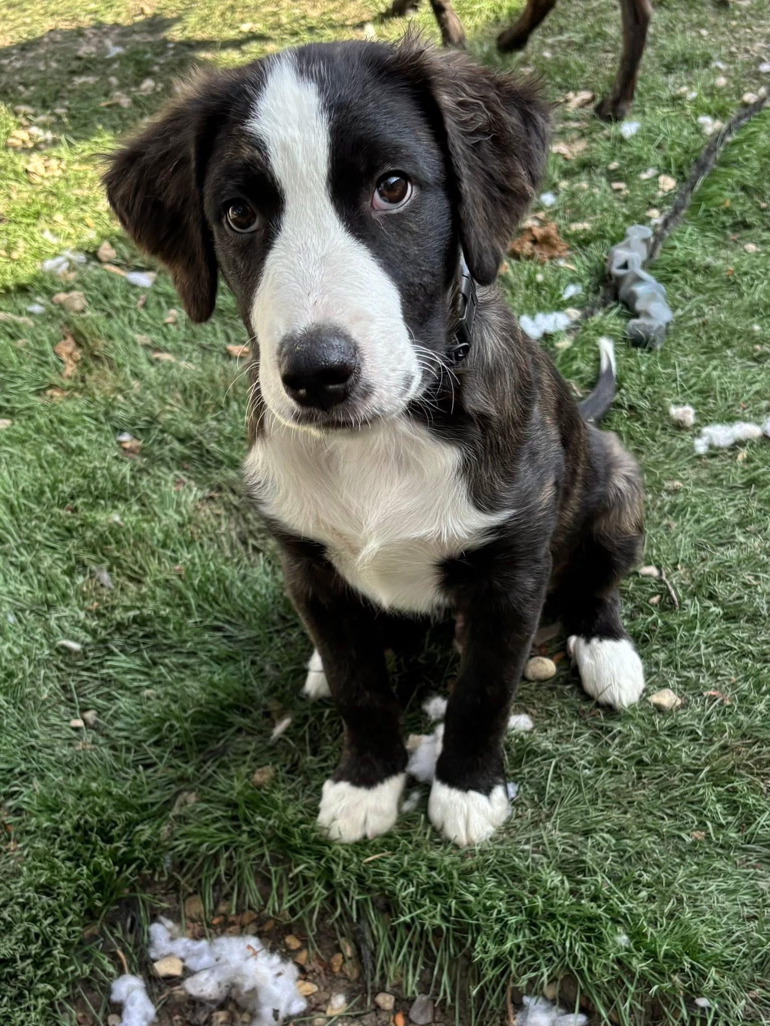 Guy Smiley, an adopted mixed breed in Orland Park, IL image 6/6