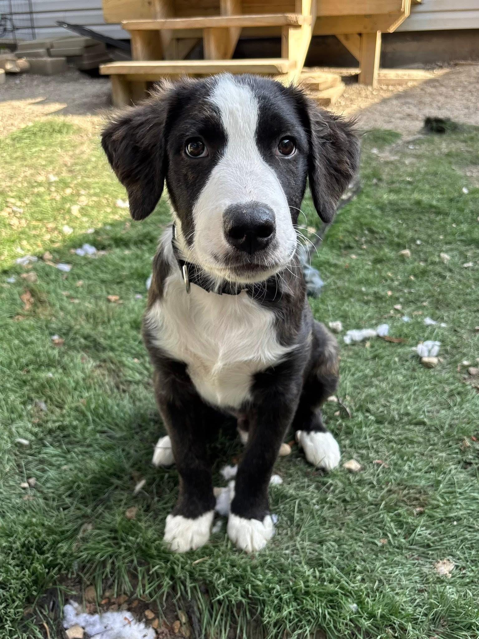 Guy Smiley, an adopted mixed breed in Orland Park, IL image 2/6
