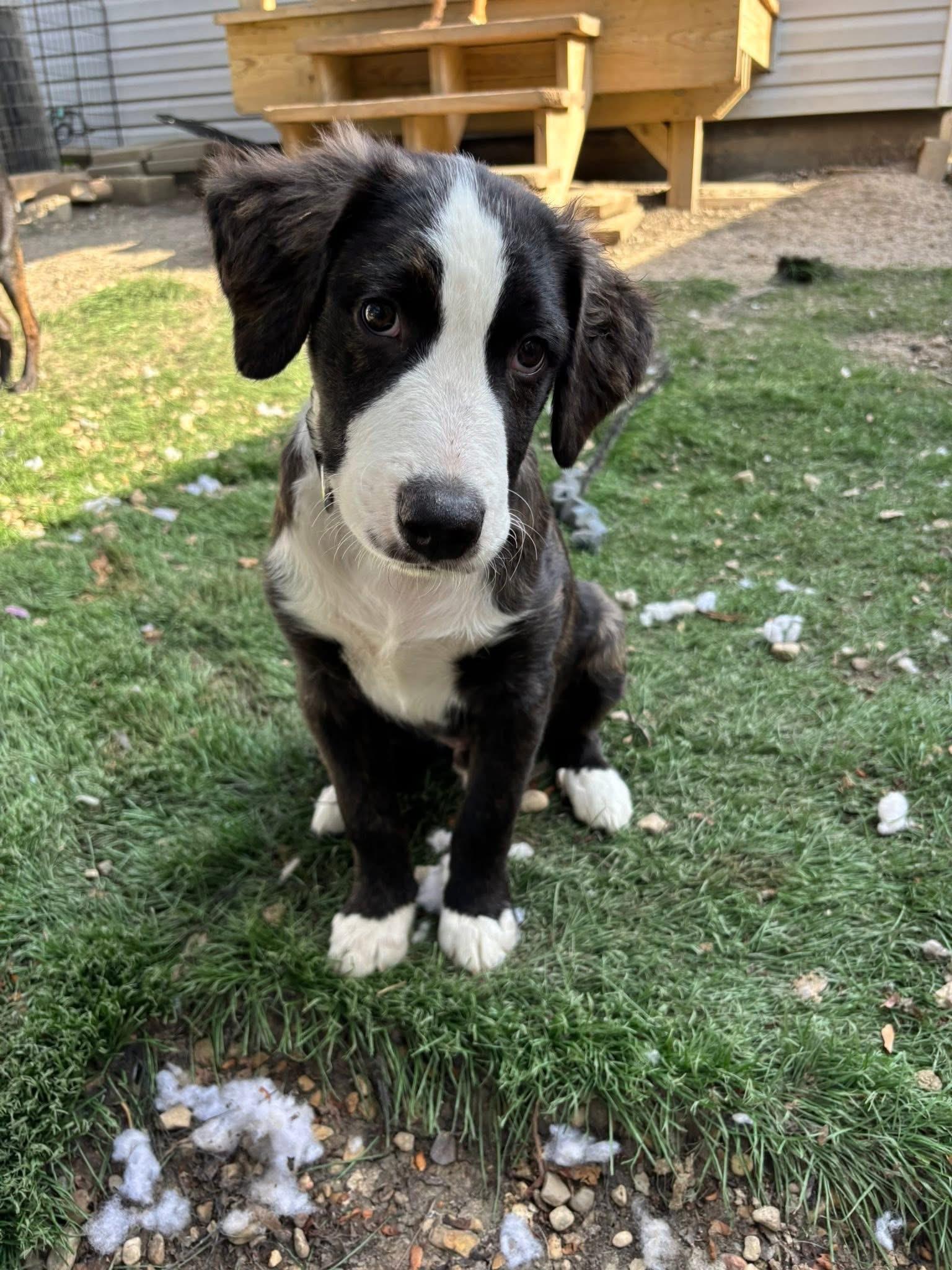 Guy Smiley, an adopted mixed breed in Orland Park, IL image 3/6