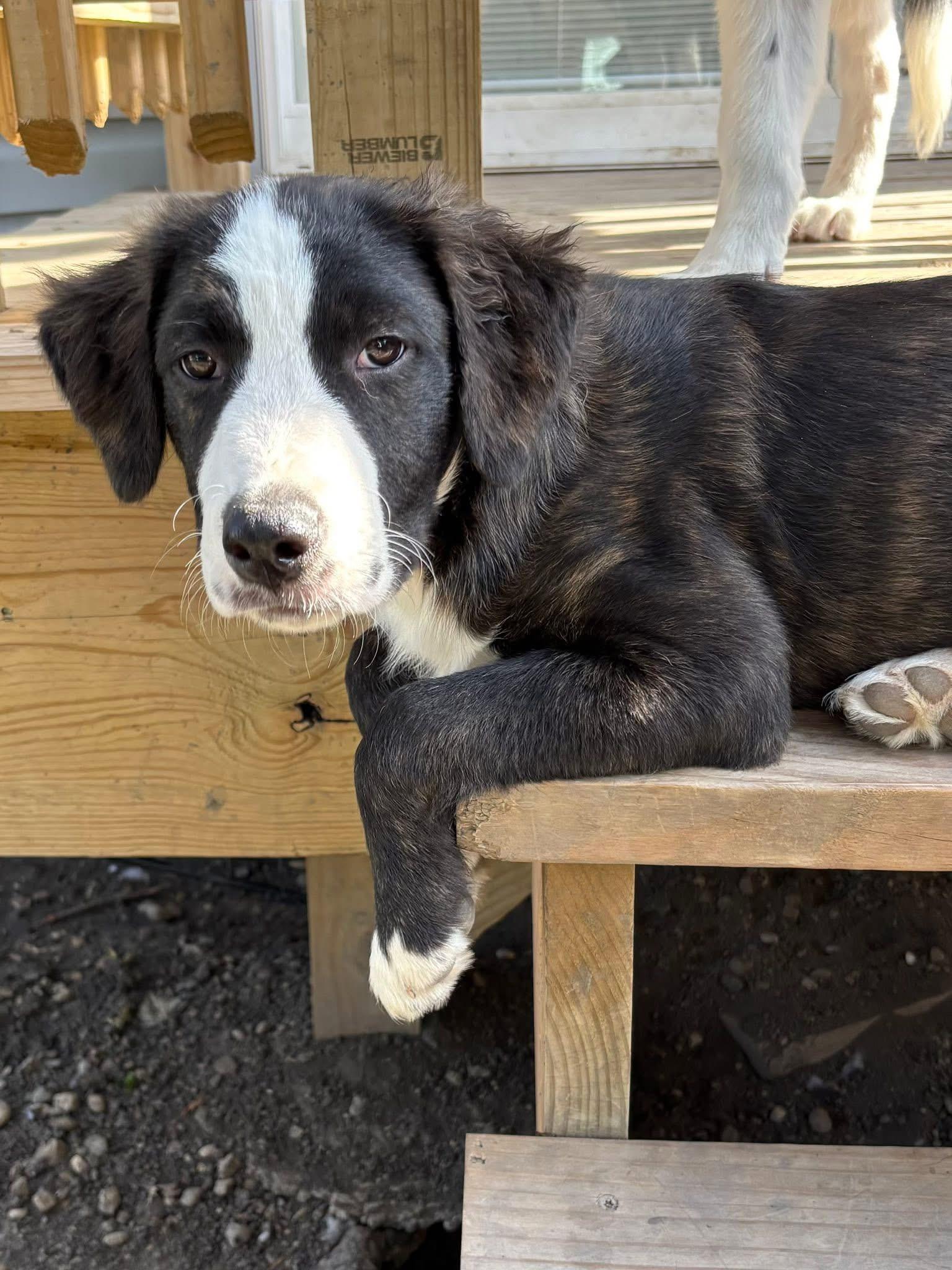 Guy Smiley, adopted, Puppy Male Collie & Catahoula Leopard Dog.