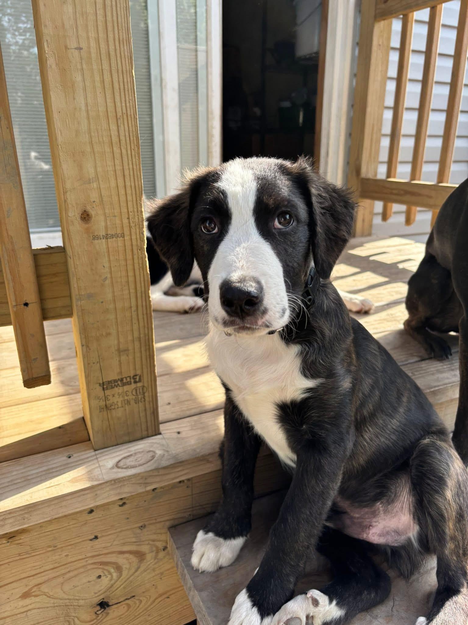 Guy Smiley, an adopted mixed breed in Orland Park, IL image 4/6