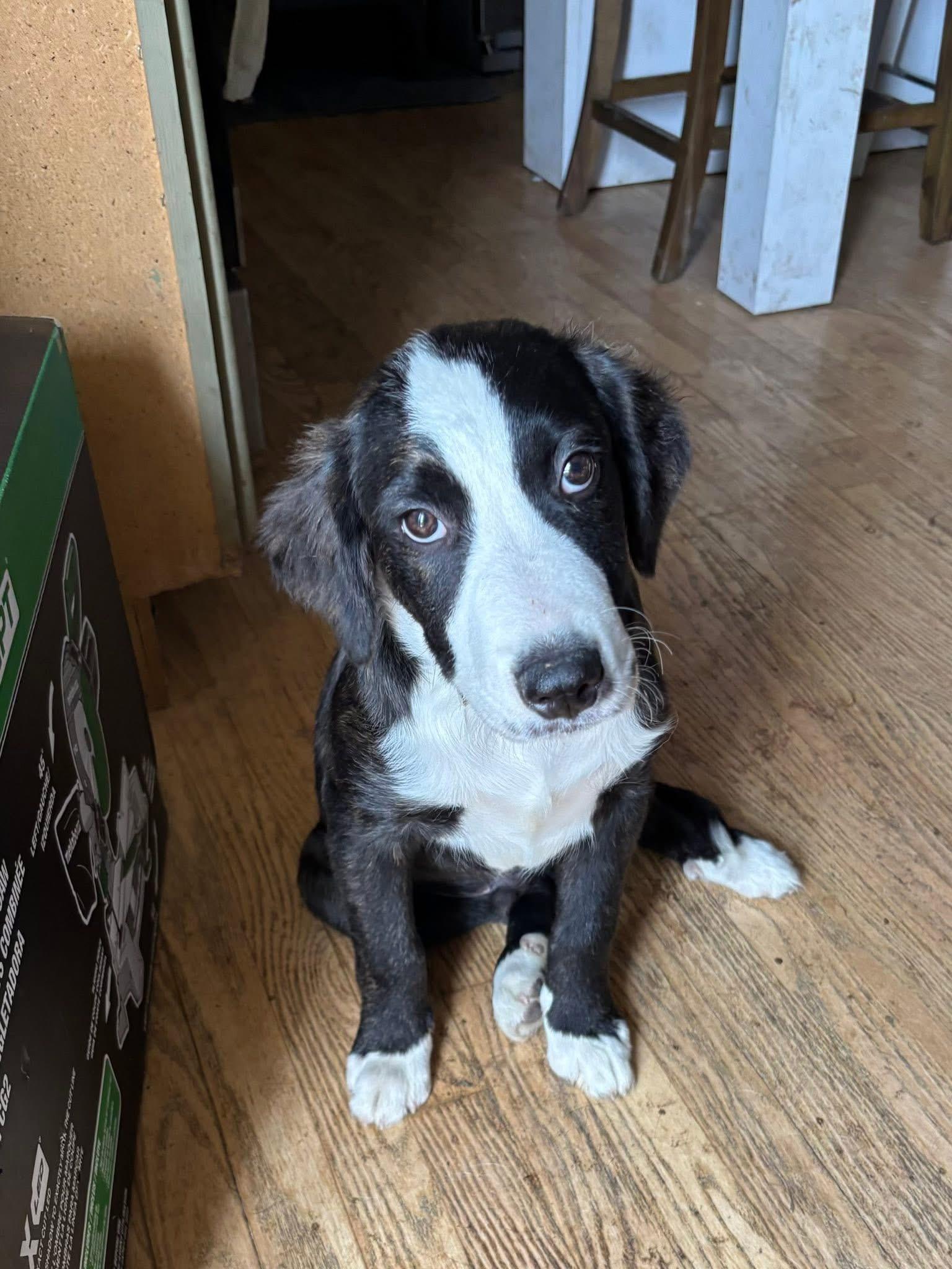Guy Smiley, an adopted mixed breed in Orland Park, IL image 5/6