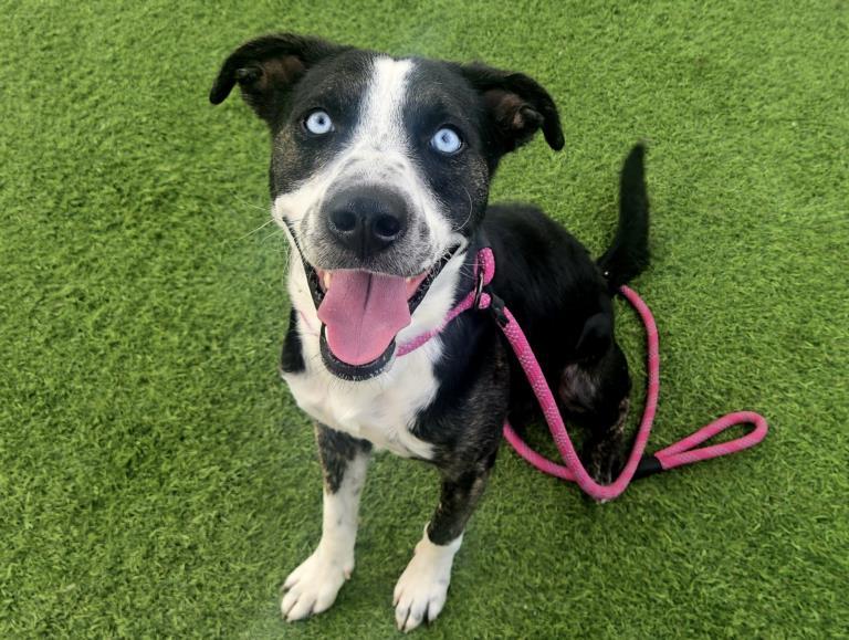 ROWDY, Adoptable, Young Male German Shepherd Dog.