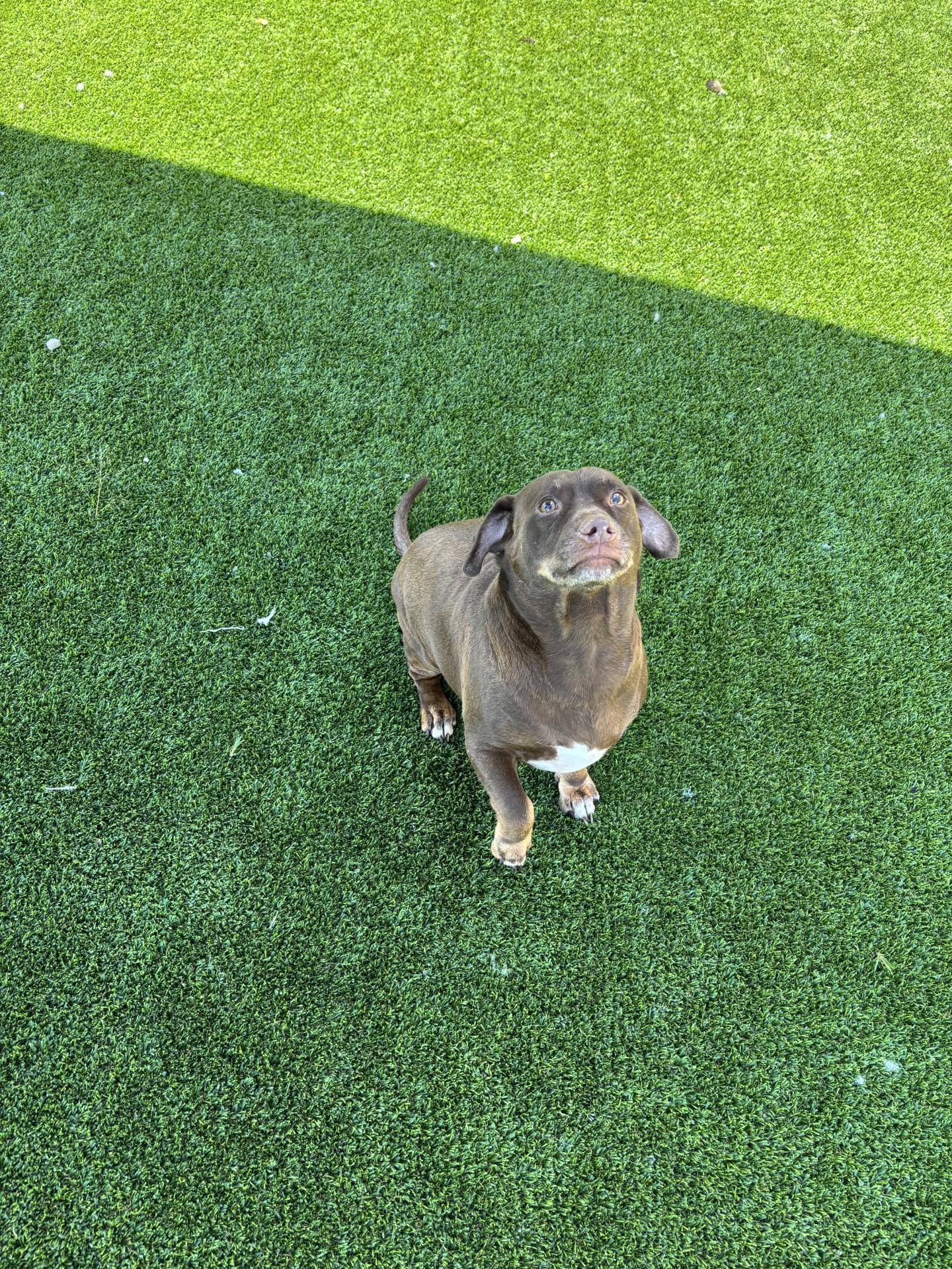 George and Mikey, ADOPTABLE, Senior Male Chihuahua & Dachshund.