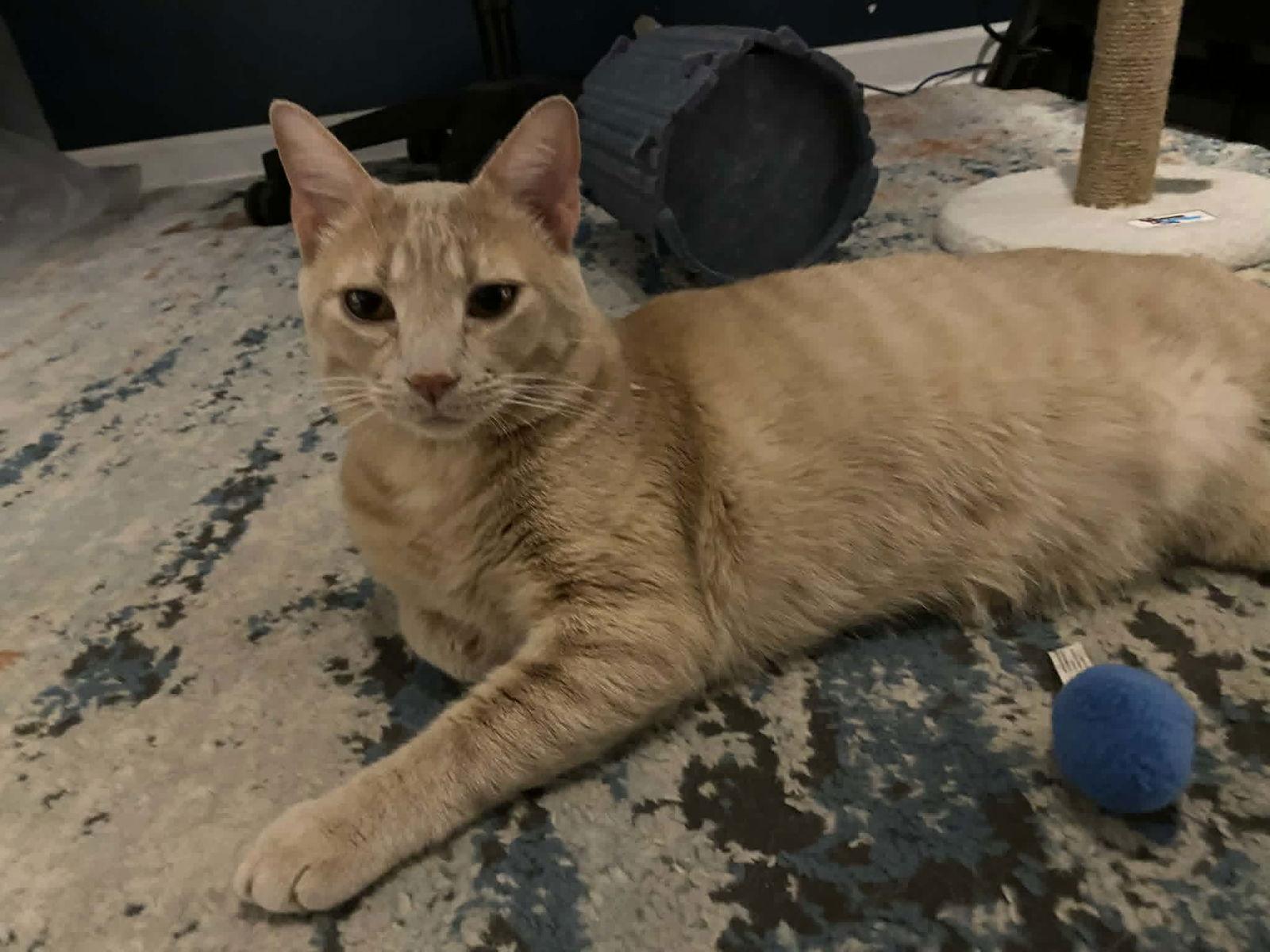 Enlarge Reese (foster cat), a Adopted Domestic Short Hair in Gettysburg, PA image 1/2