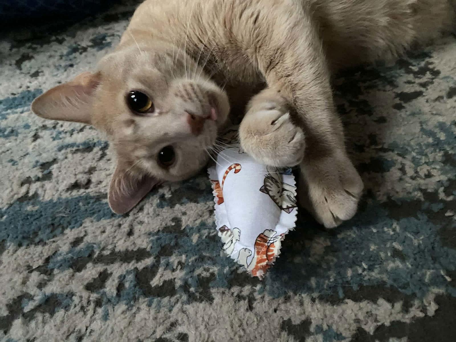 Enlarge Reese (foster cat), a Adopted Domestic Short Hair in Gettysburg, PA image 2/2