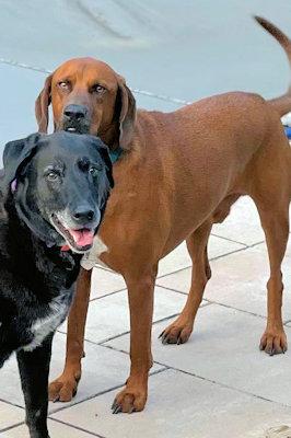 QBert (NY), Adoptable, Young Male Redbone Coonhound.