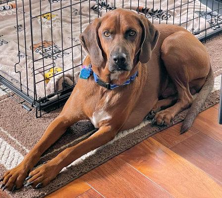 QBert (NY), a Adoptable Redbone Coonhound in Canton, OH image 2/3