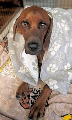 QBert (NY), a Adoptable Redbone Coonhound in Canton, OH image 3/3