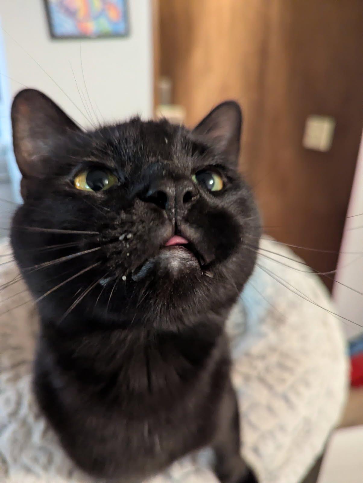 Kitty Kat