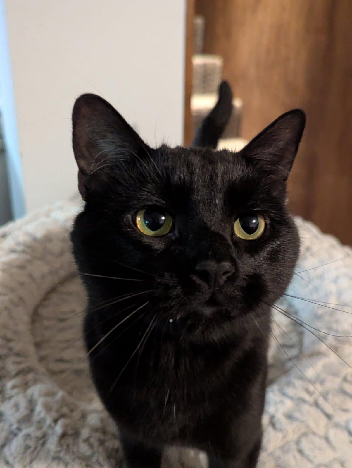Kitty Kat 3