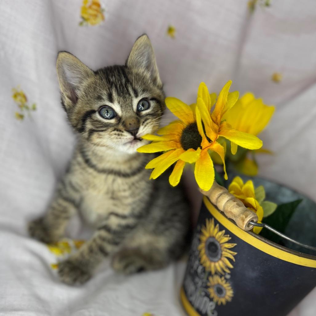 Enlarge Atlas, a Adoptable mixed breed in Mount Vernon, IL image 1/6