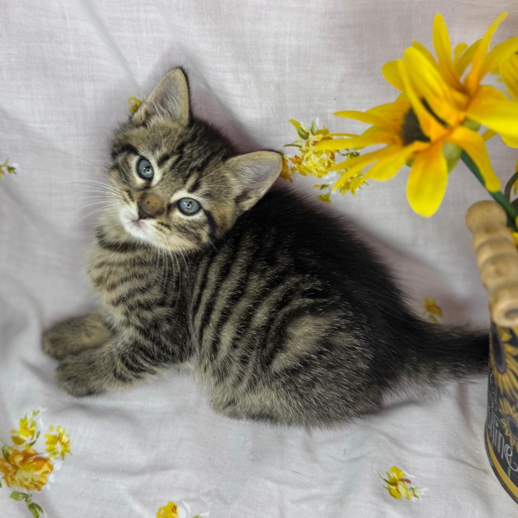 Enlarge Atlas, a Adoptable mixed breed in Mount Vernon, IL image 2/6