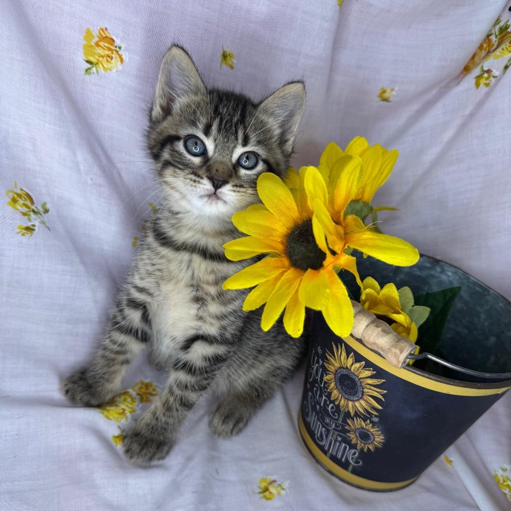 Enlarge Atlas, a Adoptable mixed breed in Mount Vernon, IL image 3/6